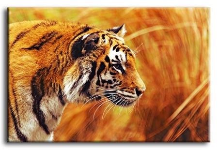 Obraz "Wild Nature" reprodukcja 60x90 cm